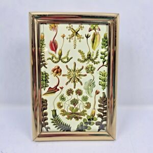 Vintage Brass Frame Botanical Print Velvet Back Glass Front 6.25" x 4.25"